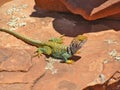 Collared Lizard on Red Rock in Sedona, Arizona Royalty Free Stock Photo