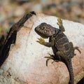 Collared lizard trying to catch the last of the seasons sunshine on a rock Royalty Free Stock Photo