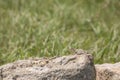 Collared Lizard - Crotaphytus collaris Royalty Free Stock Photo