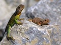 Collared lizards Royalty Free Stock Photo