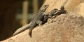 Collared Lizards Royalty Free Stock Photo