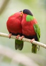 Collared lories, fiji red green bird