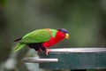 Collared Lory eating Royalty Free Stock Photo