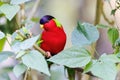 Collared Lory perched between green foliage Royalty Free Stock Photo