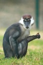 Collared mangabey Royalty Free Stock Photo