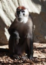 Collared mangabey Royalty Free Stock Photo