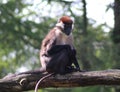 Collared mangabey, Cercocebus torquatus Royalty Free Stock Photo