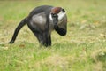 Collared mangabey Royalty Free Stock Photo