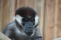 Collared Mangabey looking out Royalty Free Stock Photo