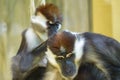 Collared mangabey monkeys at zoo Royalty Free Stock Photo