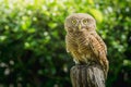 Collared owlet Glaucidium brodiei standing on Stump in the morning