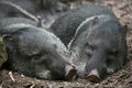 Collared peccaries Royalty Free Stock Photo