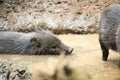 Collared peccaries known as wild pigs swimming in muddy splash