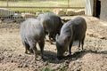 Collared peccaries in mud in ZOO Royalty Free Stock Photo