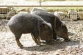 Collared peccaries in mud in ZOO Royalty Free Stock Photo