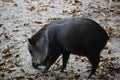 Collared peccaries in natural forest environment Royalty Free Stock Photo