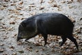 Collared peccaries in natural forest environment Royalty Free Stock Photo
