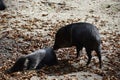 Collared peccaries in natural forest environment Royalty Free Stock Photo