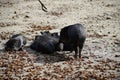 Collared peccaries in natural forest environment Royalty Free Stock Photo