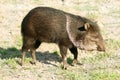 Collared Peccary Royalty Free Stock Photo