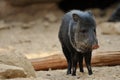 Collared Peccary Royalty Free Stock Photo