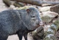 Collared Peccary