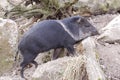 Collared peccary Royalty Free Stock Photo