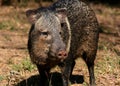 Collared peccary Royalty Free Stock Photo