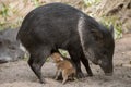 Collared Peccary also javelina or skunk pig or pecari tajacu is a medium-sized pig-like hoofed mammal of the family Tayassuidae Royalty Free Stock Photo