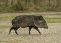 Collared Peccary Crossing Trail Royalty Free Stock Photo