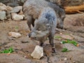 Collared peccary grazing in Omaha's Henry Doorly Zoo and Aquarium in Omaha Nebraska Royalty Free Stock Photo