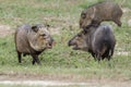 Collared peccary group Royalty Free Stock Photo
