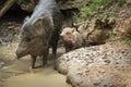 Collared peccary known as wild pig with a wild pig cub in mud