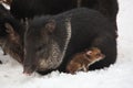 Collared peccary lying in the snow with baby Royalty Free Stock Photo