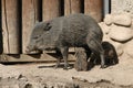 Collared peccary Royalty Free Stock Photo