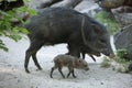 Collared peccary (Pecari tajacu). Royalty Free Stock Photo