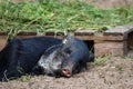 Collared peccary Pecari tajacu lying down on the ground