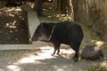 Collared peccary (Pecari tajacu) in Odessa Zoo, Ukraine Royalty Free Stock Photo