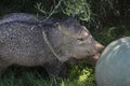 Collared Peccary Pecari tajacu sonoriensis 2 Royalty Free Stock Photo