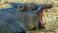 Collared peccary Royalty Free Stock Photo