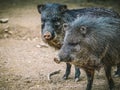 Collared peccary Royalty Free Stock Photo