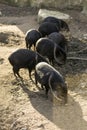 Collared Peccary (Pecari tajacu) Royalty Free Stock Photo