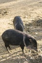 Collared Peccary (Pecari tajacu) Royalty Free Stock Photo