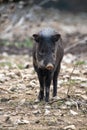 Close up of Collared Peccary Pecari tajacu family of Tayassuidae Royalty Free Stock Photo