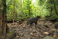 A collared peccary, Pecari tajacu, standing in the mud between many trees in tropical rainforest of South America Royalty Free Stock Photo