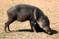 Collared peccary (Pecari tajacu).