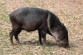 Collared peccary (Pecari tajacu). Royalty Free Stock Photo