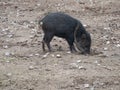 Collared peccary Pecari tajacu. Wildlife animal Royalty Free Stock Photo