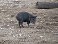 Collared peccary Pecari tajacu. Wildlife animal. Royalty Free Stock Photo