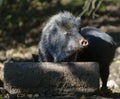 Collared peccary Pecari tajacu in ZOO in Pilsen, Czech Republic